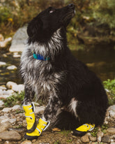 Paw Protector Booties Body Glove Discount