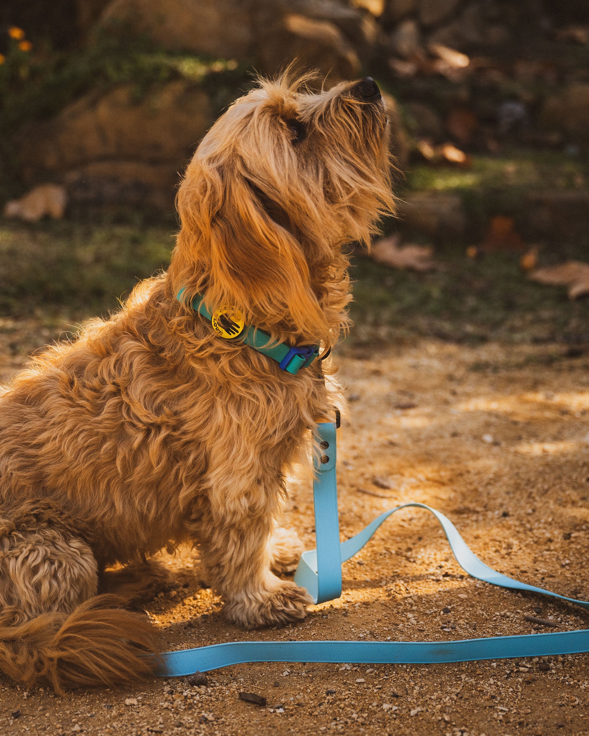 Waterproof Leash Body Glove On Sale